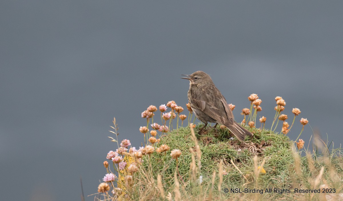 Rock Pipit - ML610668621