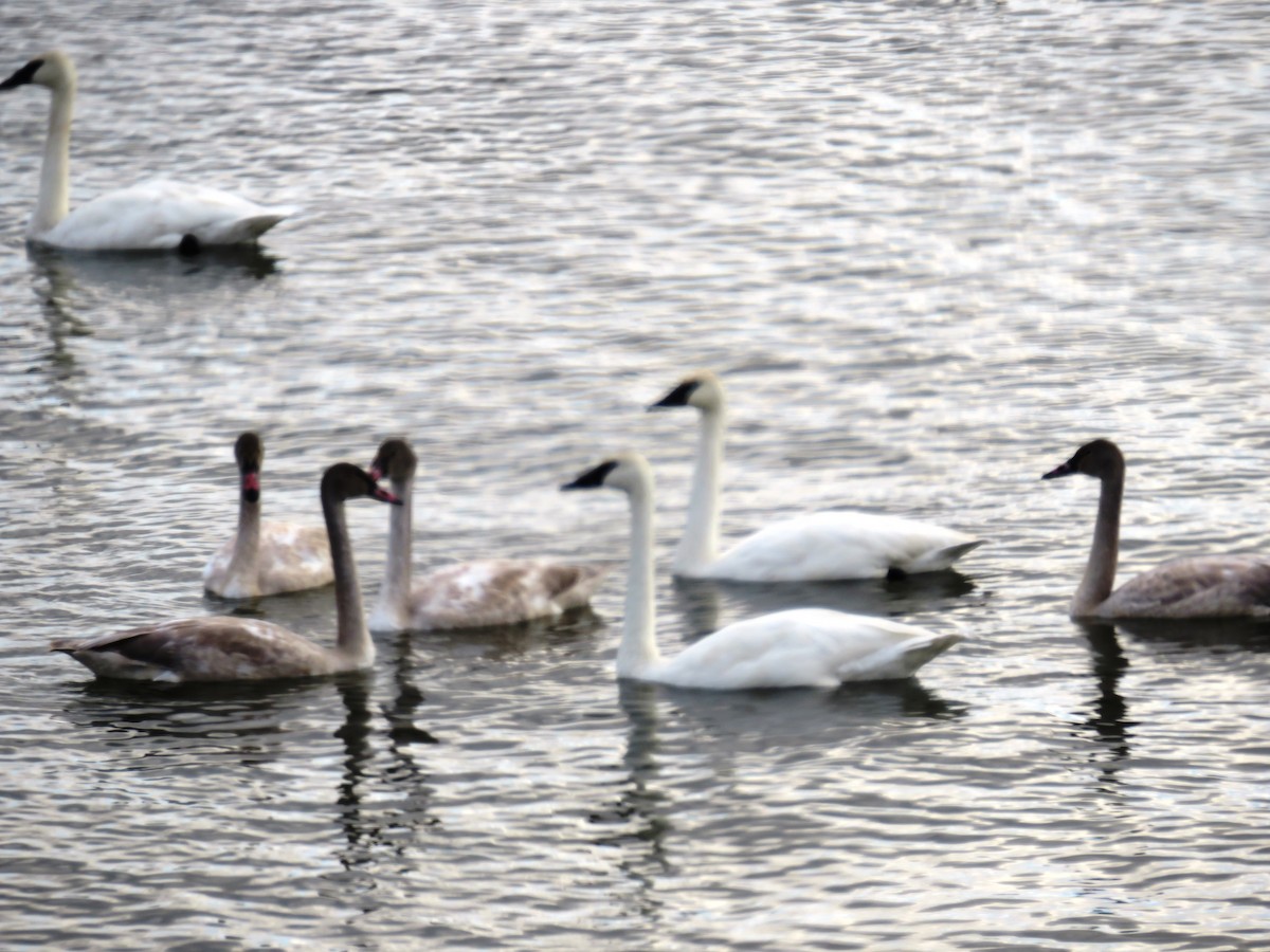 labuť trubač - ML610668633