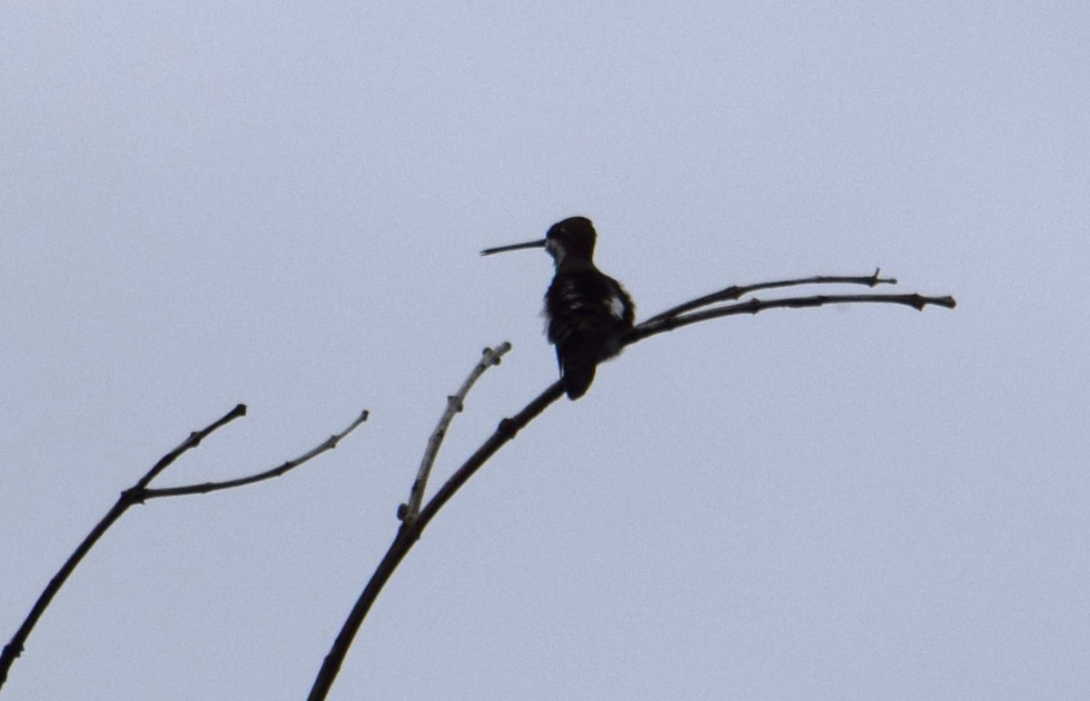 Long-billed Starthroat - ML610668652