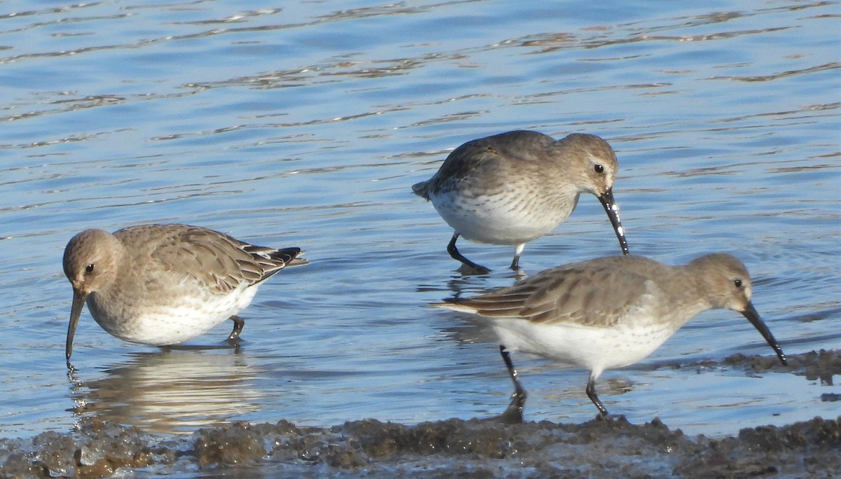 Dunlin - Richard Chirichiello