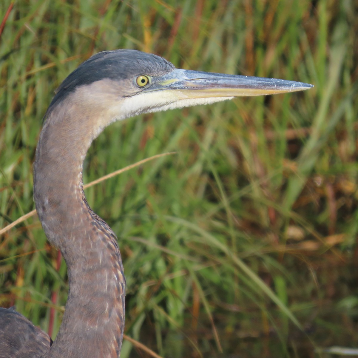 Great Blue Heron - Richard Fleming