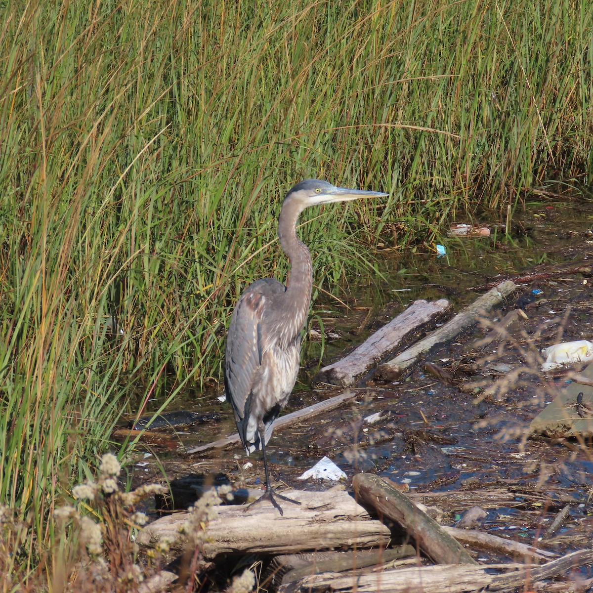 Great Blue Heron - Richard Fleming