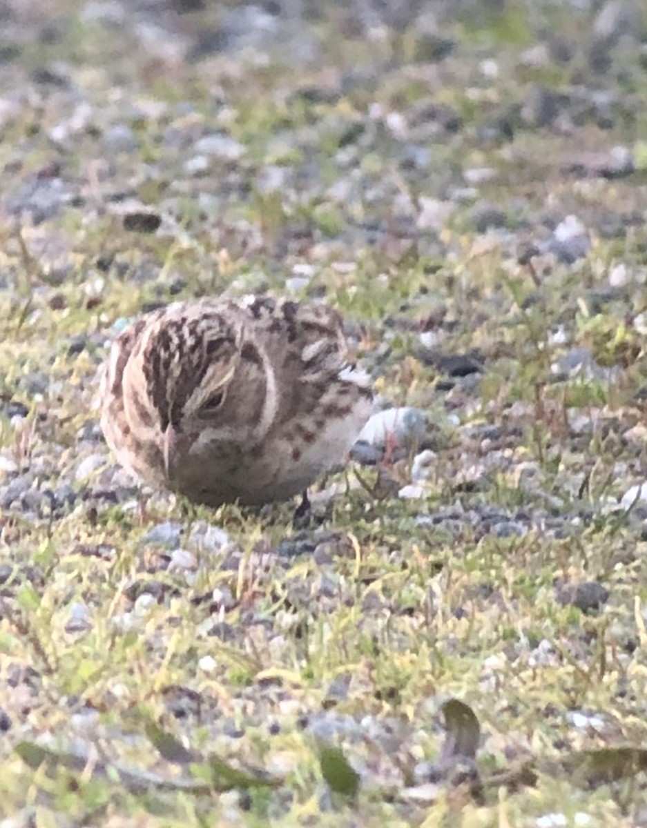 Lapland Longspur - ML610668720