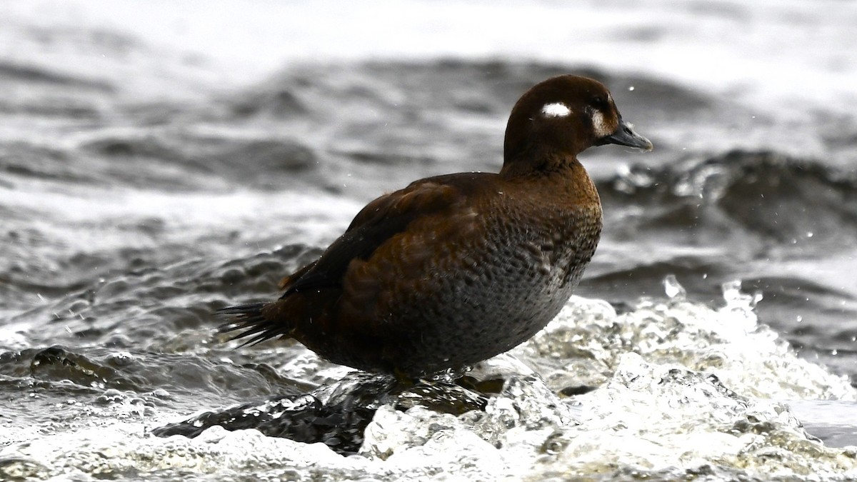 Harlequin Duck - ML610668734