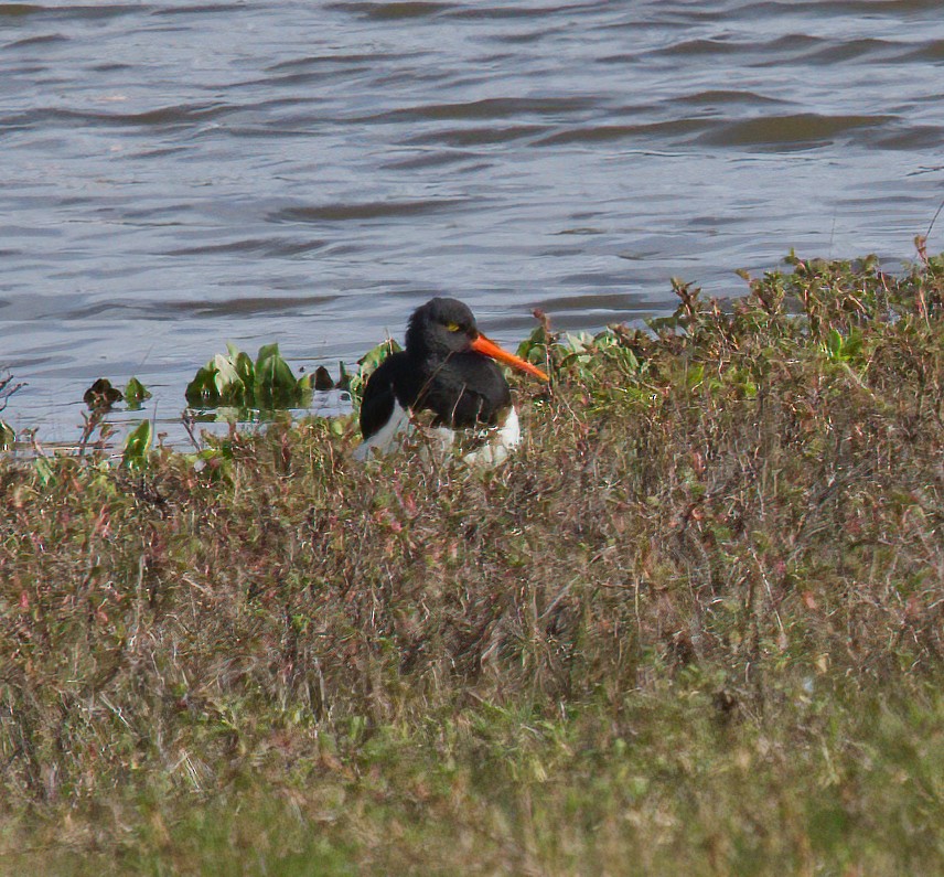 Magellanic Oystercatcher - ML610668737