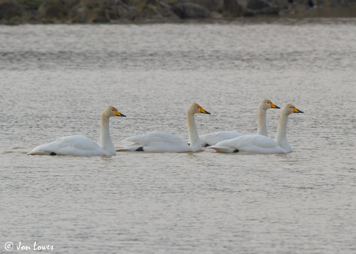 Whooper Swan - ML610668746