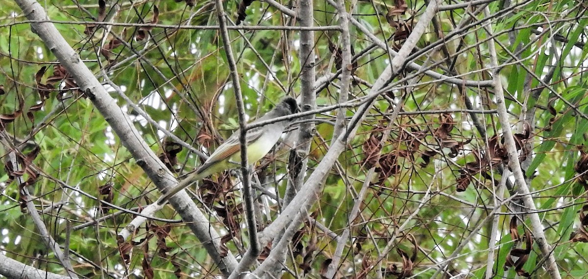 eBird Checklist - 28 Oct 2023 - Morris Frank Park - 24 species