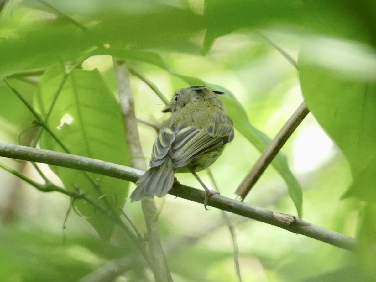 Long-crested Pygmy-Tyrant - ML610668890