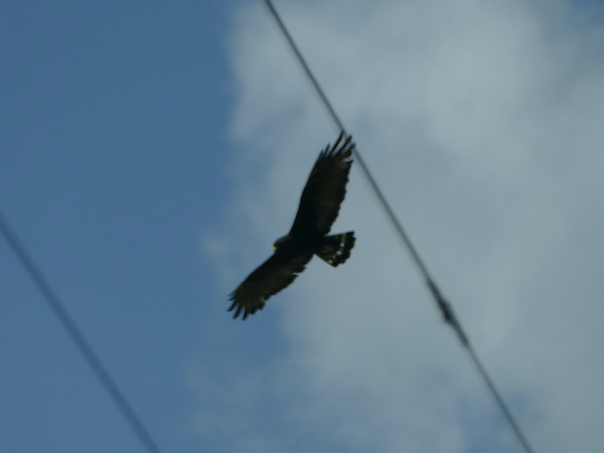 Zone-tailed Hawk - Peter Kaestner