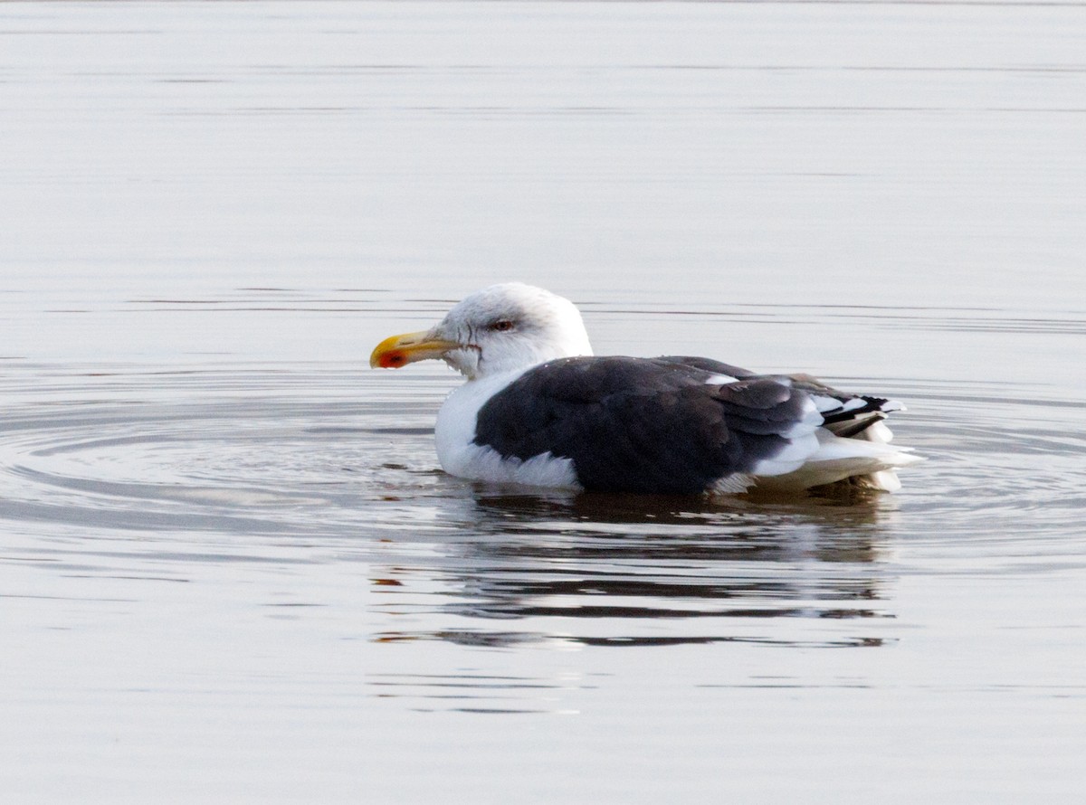 Great Black-backed Gull - ML610668956