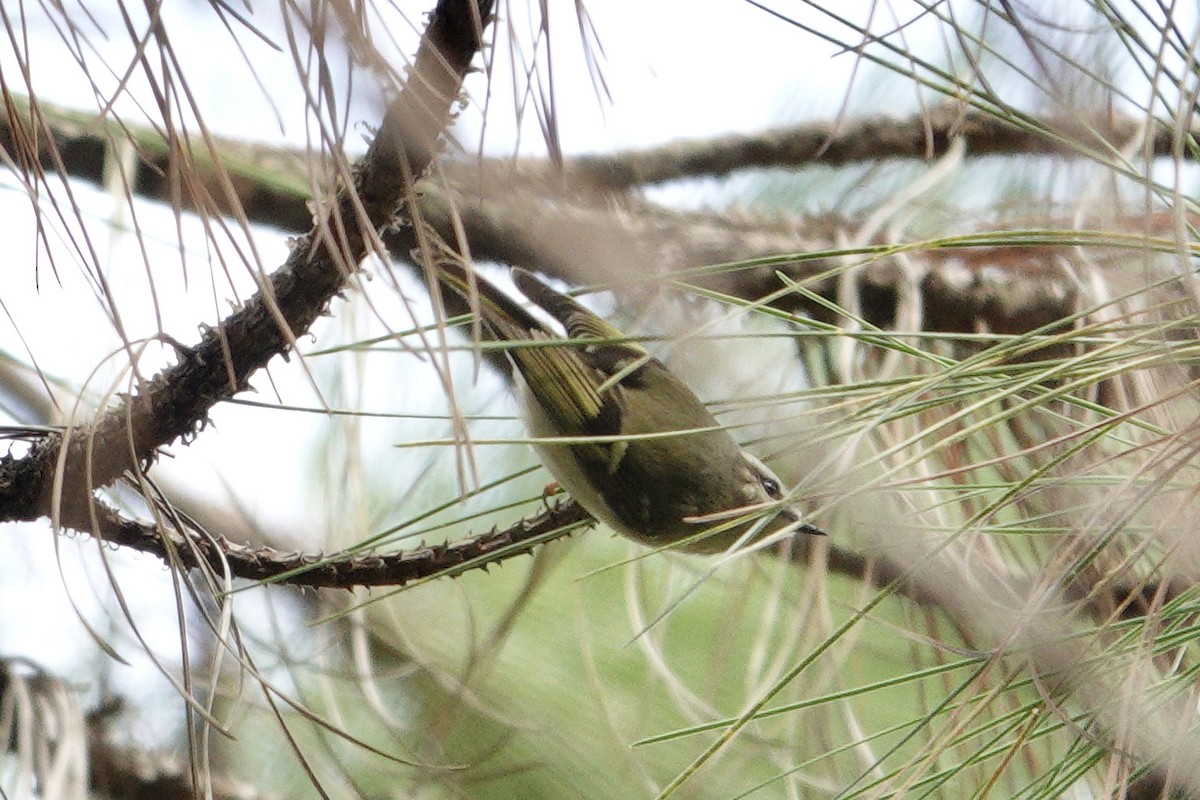 Golden-crowned Kinglet - ML610668959