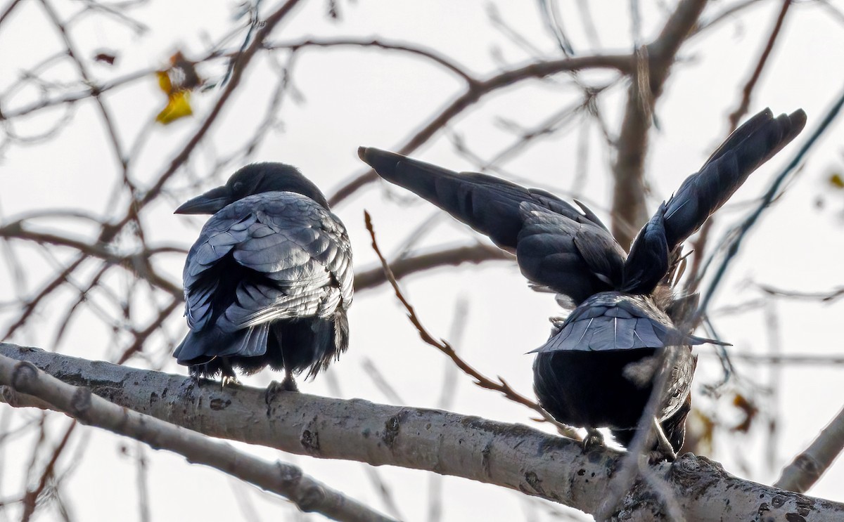 Common Raven - ML610668969