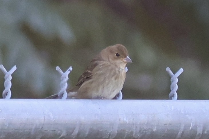 Indigo Bunting - ML610669046
