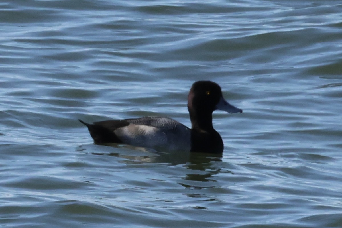 Lesser Scaup - ML610669056