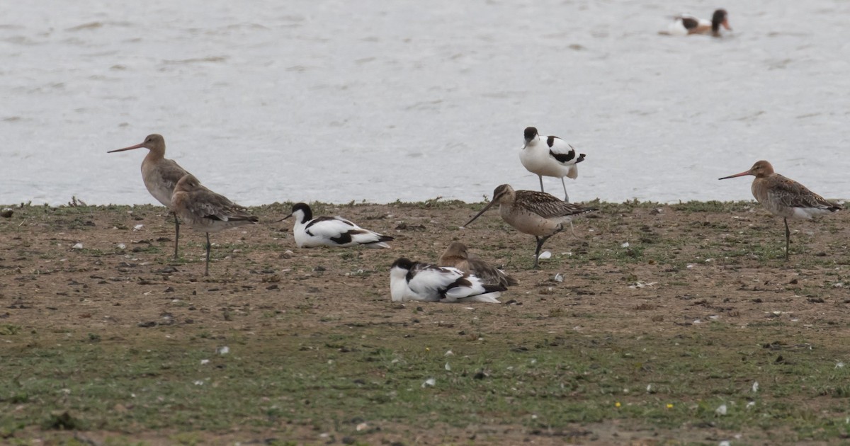 Bar-tailed Godwit - ML610669077