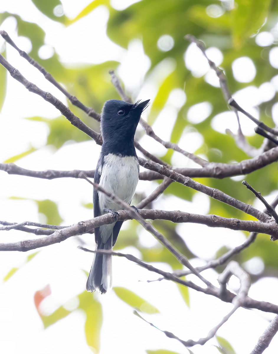 Melanesian Flycatcher - ML610669080