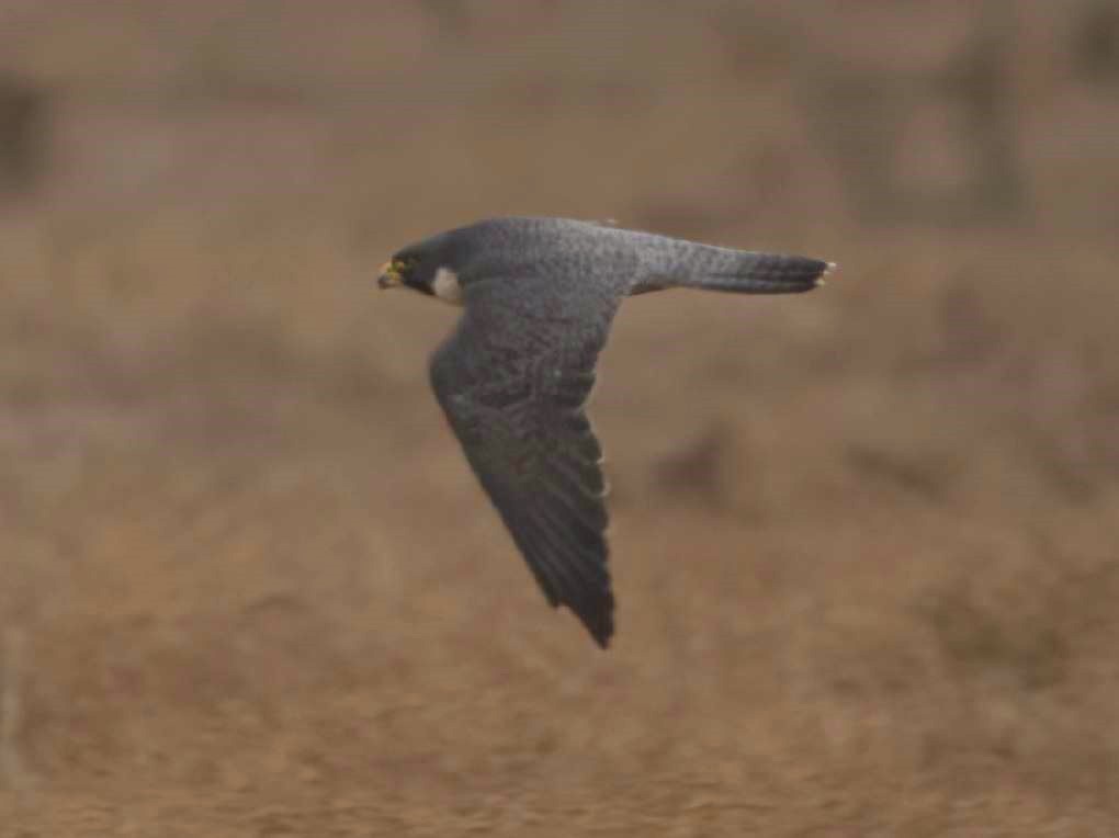 Peregrine Falcon - Tom Pawloski