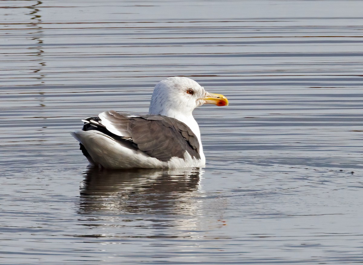 Great Black-backed Gull - ML610669163