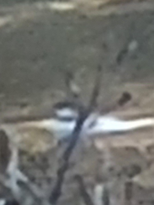 Amerika Dikkuyruğu - ML610669165