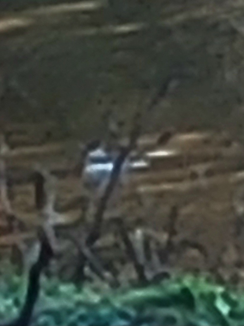 Amerika Dikkuyruğu - ML610669166