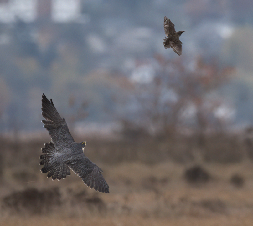 Peregrine Falcon - Tom Pawloski