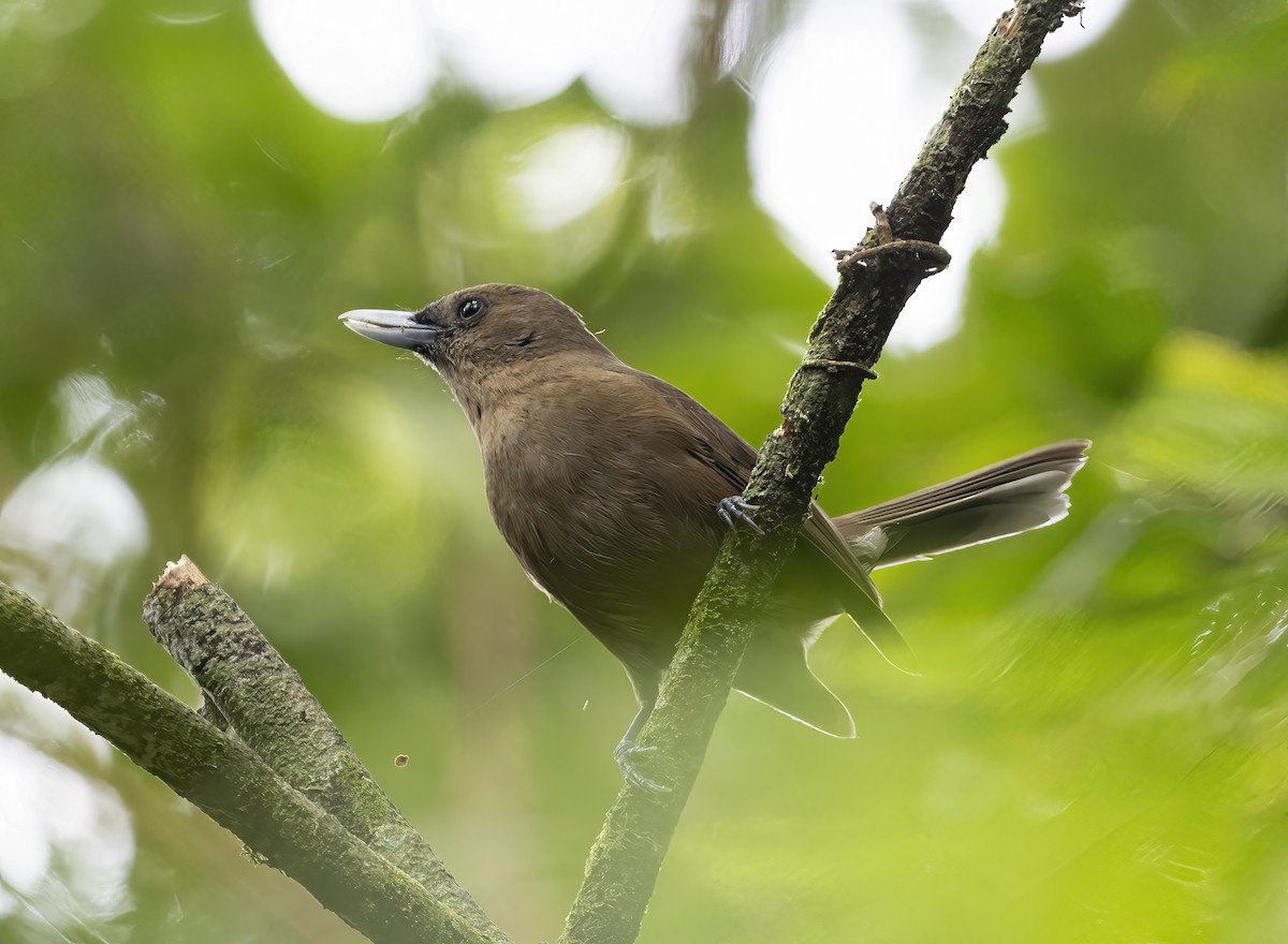 Southern Shrikebill - ML610669182