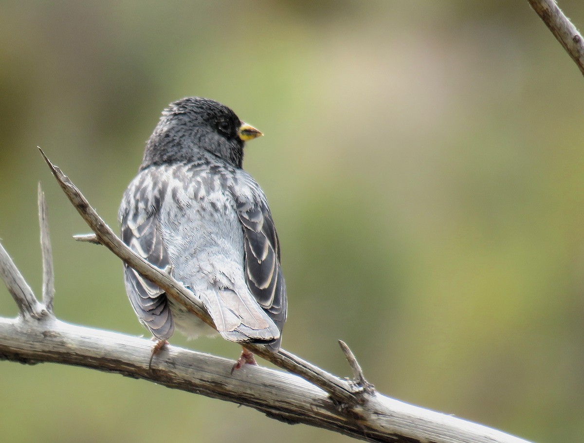 Mourning Sierra Finch - Marcelo  Zanotti