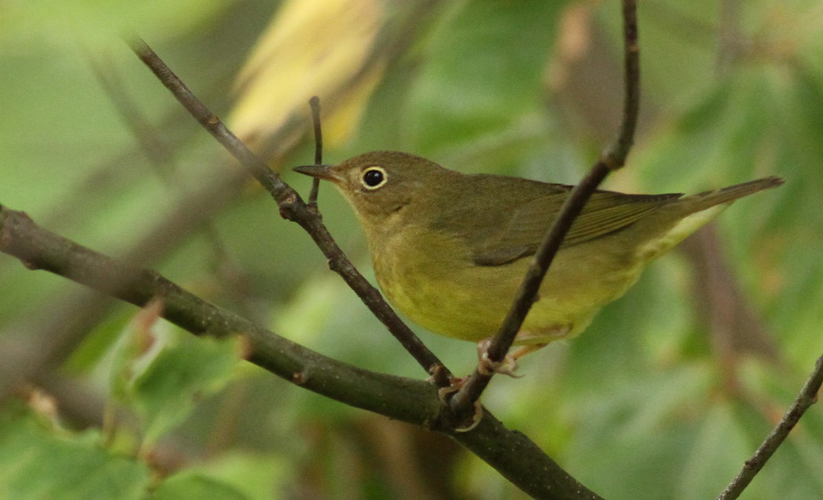 Connecticut Warbler - Luke Seitz