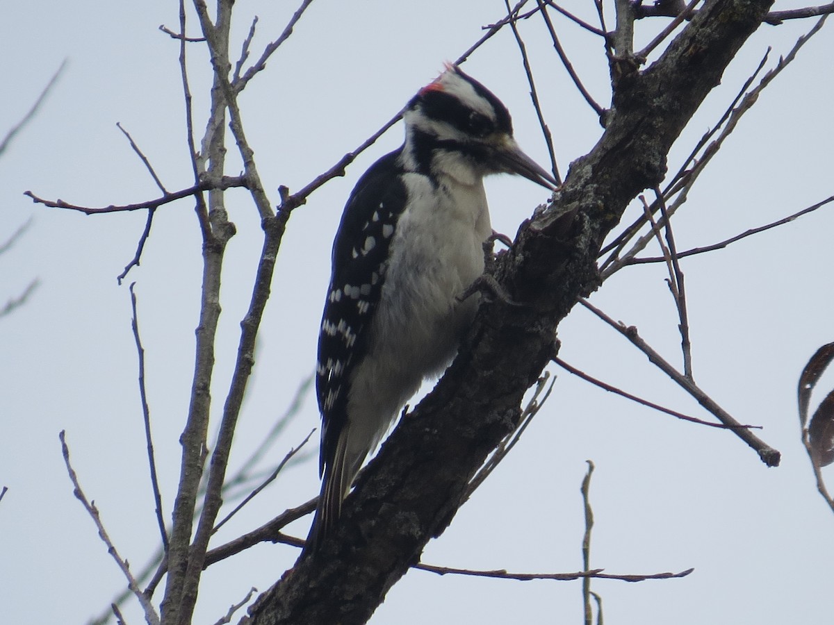 Hairy Woodpecker - ML610669402