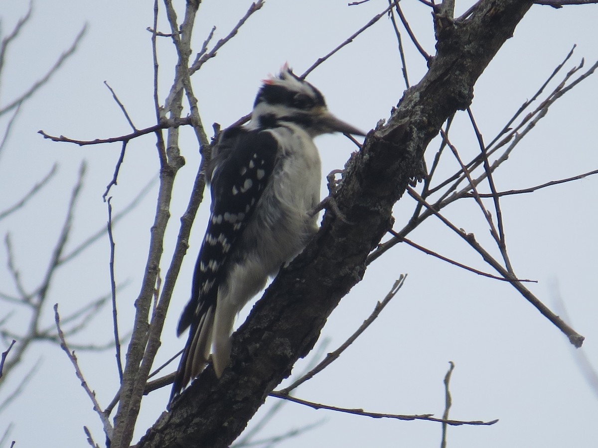 Hairy Woodpecker - ML610669407