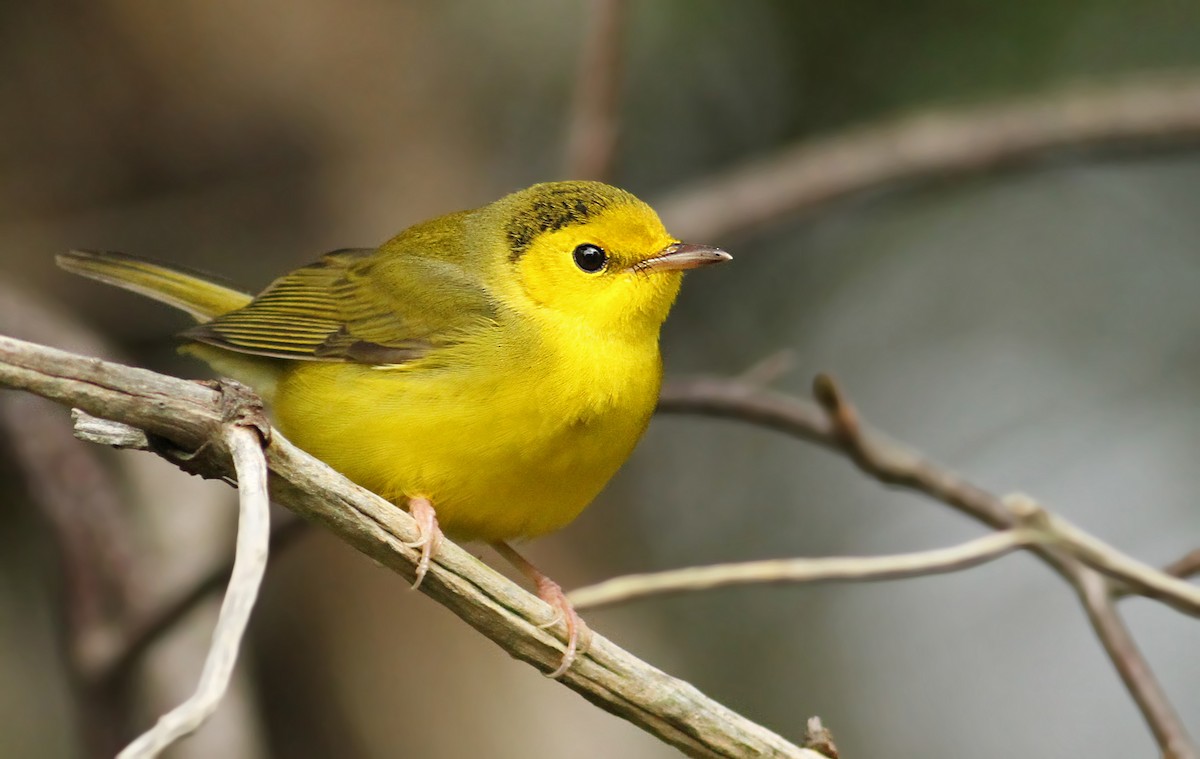 Hooded Warbler - Luke Seitz