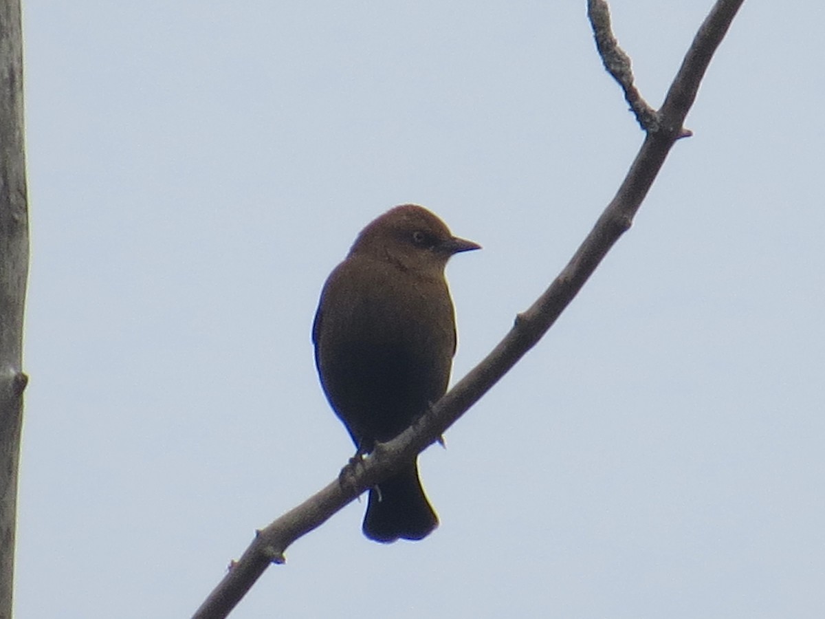 Rusty Blackbird - ML610669420