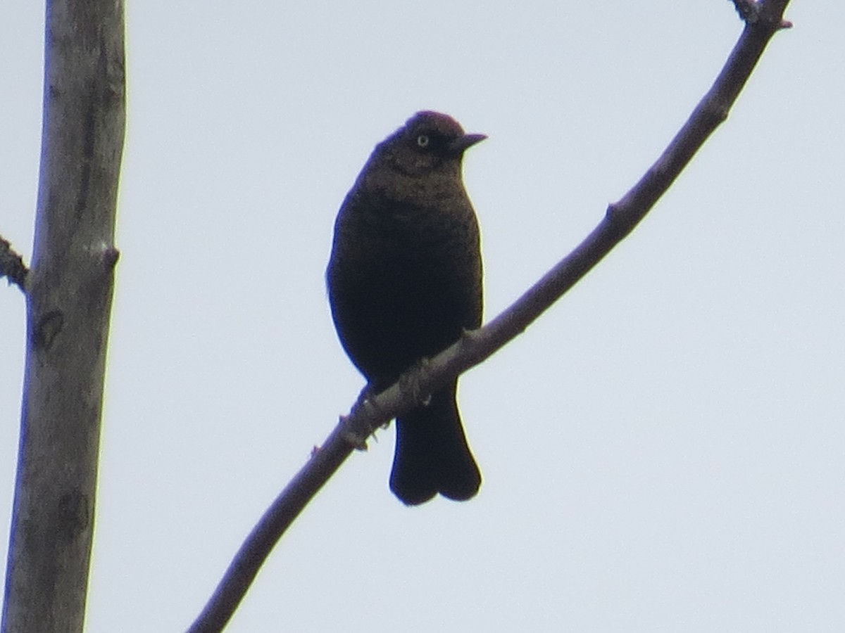 Rusty Blackbird - ML610669427