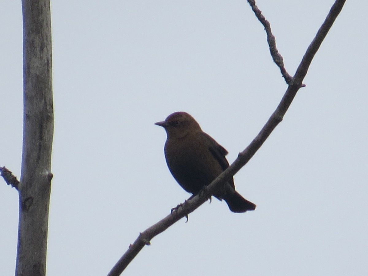 Rusty Blackbird - ML610669466