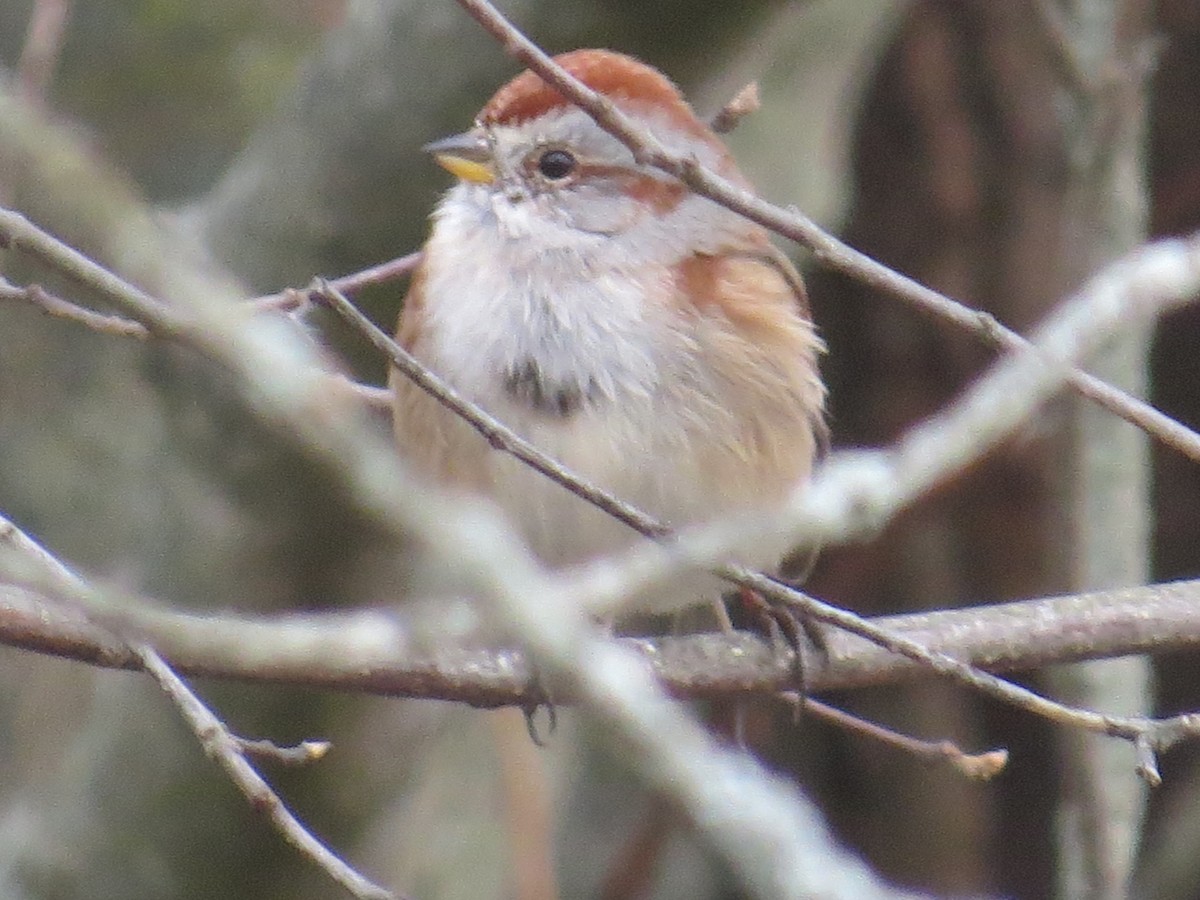 American Tree Sparrow - ML610669473