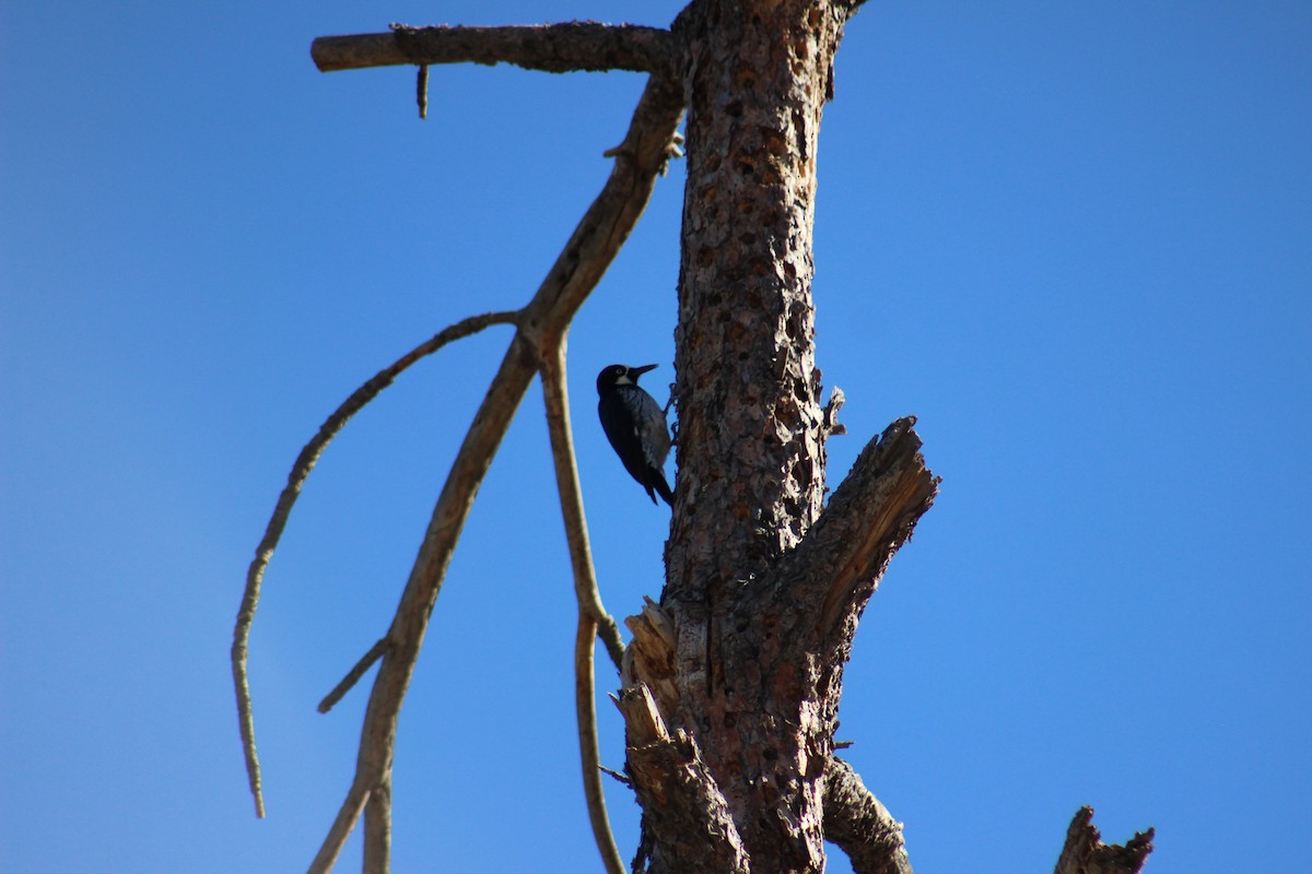 Acorn Woodpecker (Acorn) - ML610669491