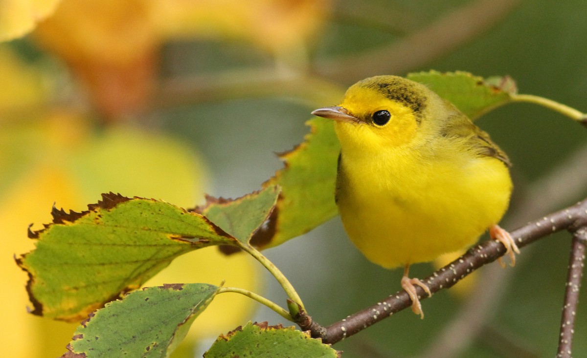 Hooded Warbler - Luke Seitz