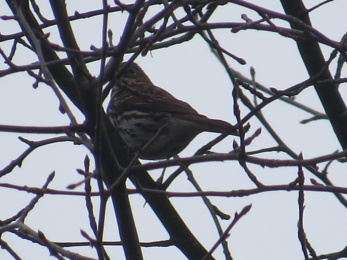 Fox Sparrow - ML610669525