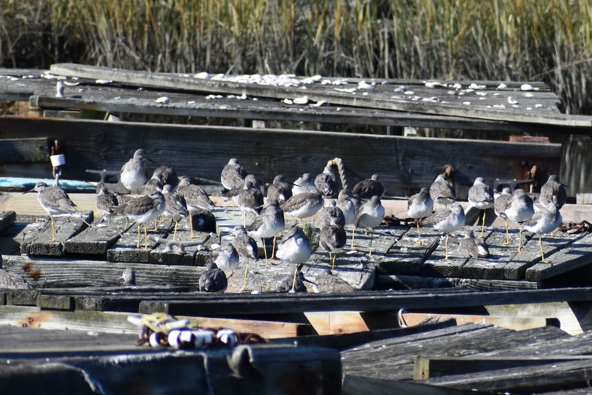 Greater Yellowlegs - ML610669526