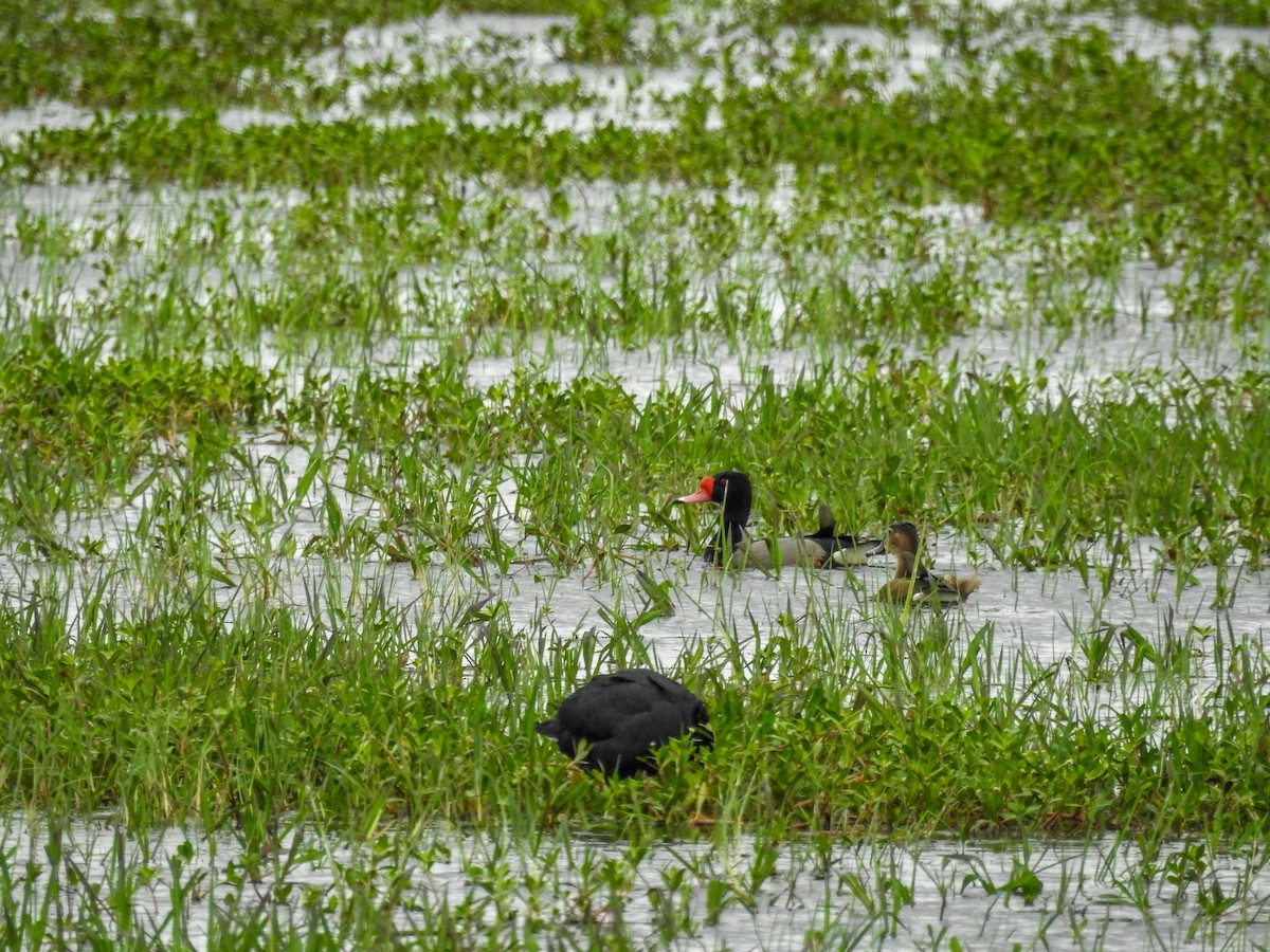 Rosy-billed Pochard - ML610669528