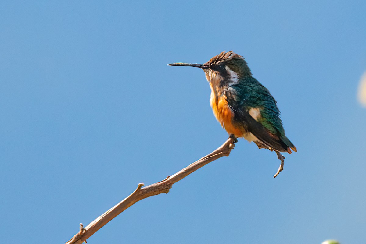 Colibrí Astral - ML610669529