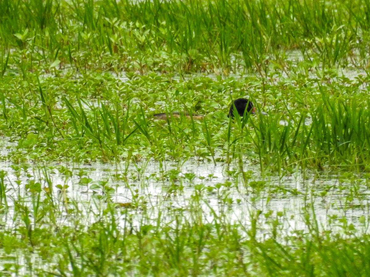 Black-headed Duck - ML610669532