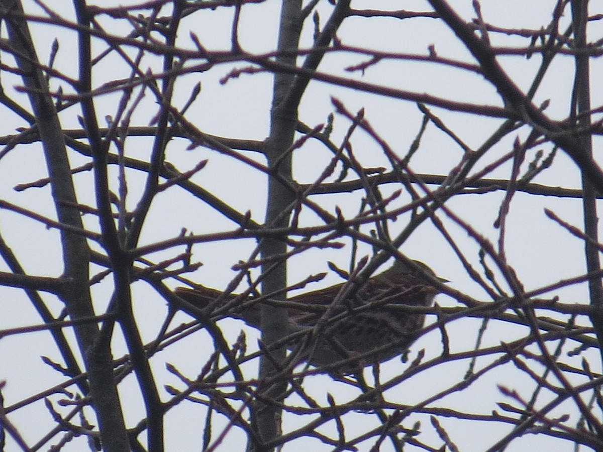 Fox Sparrow - ML610669536