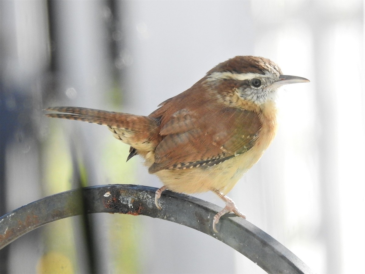 Carolina Wren - ML610669562