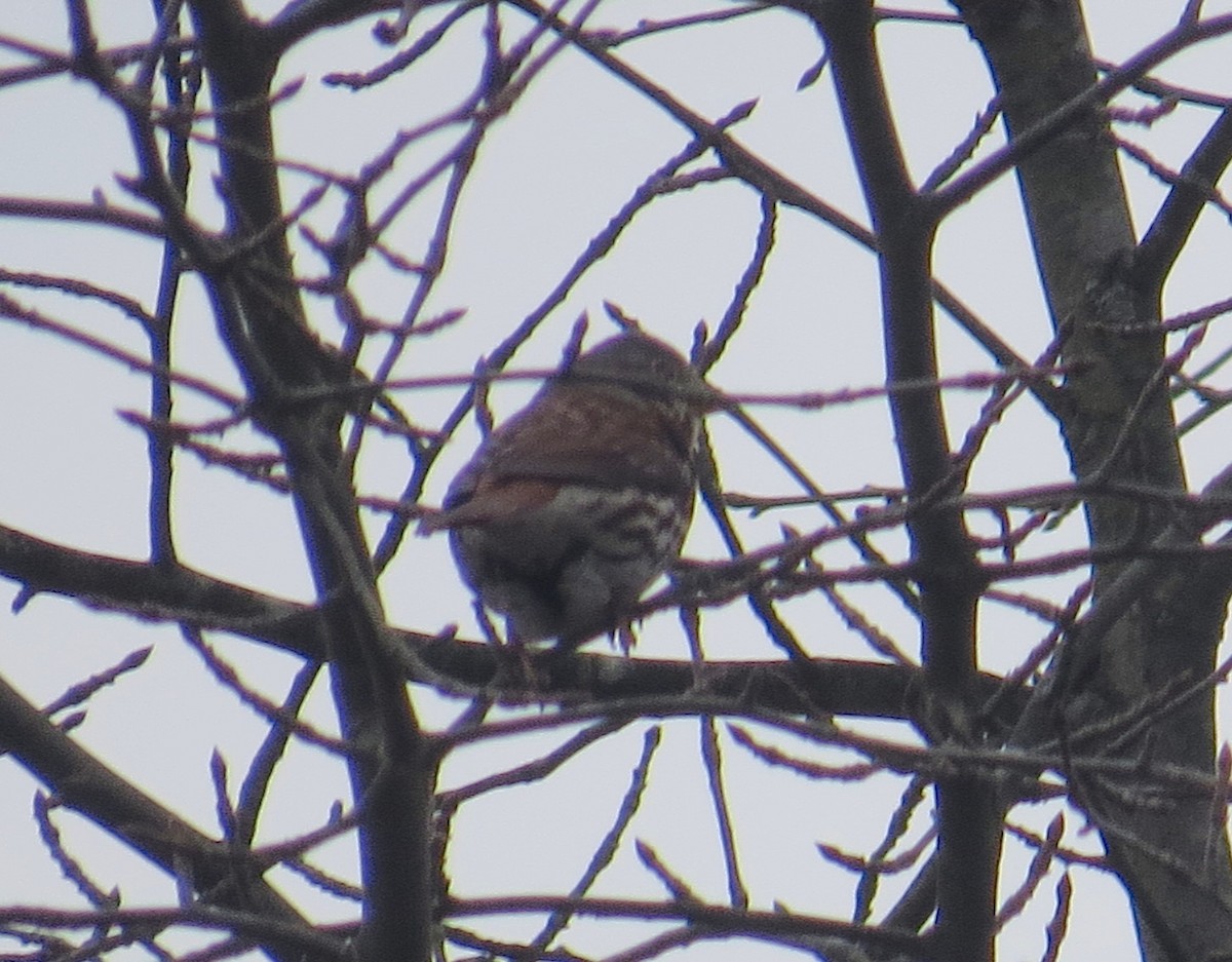 Fox Sparrow - ML610669580