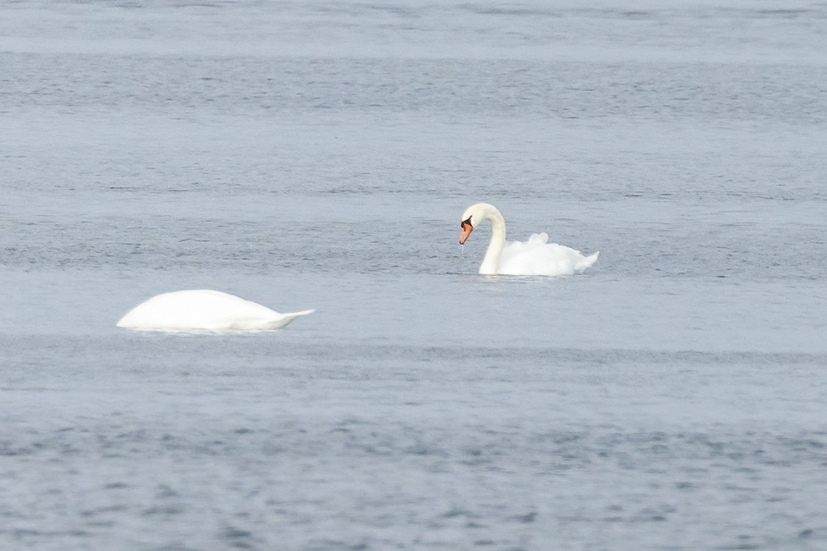 Mute Swan - ML610669585