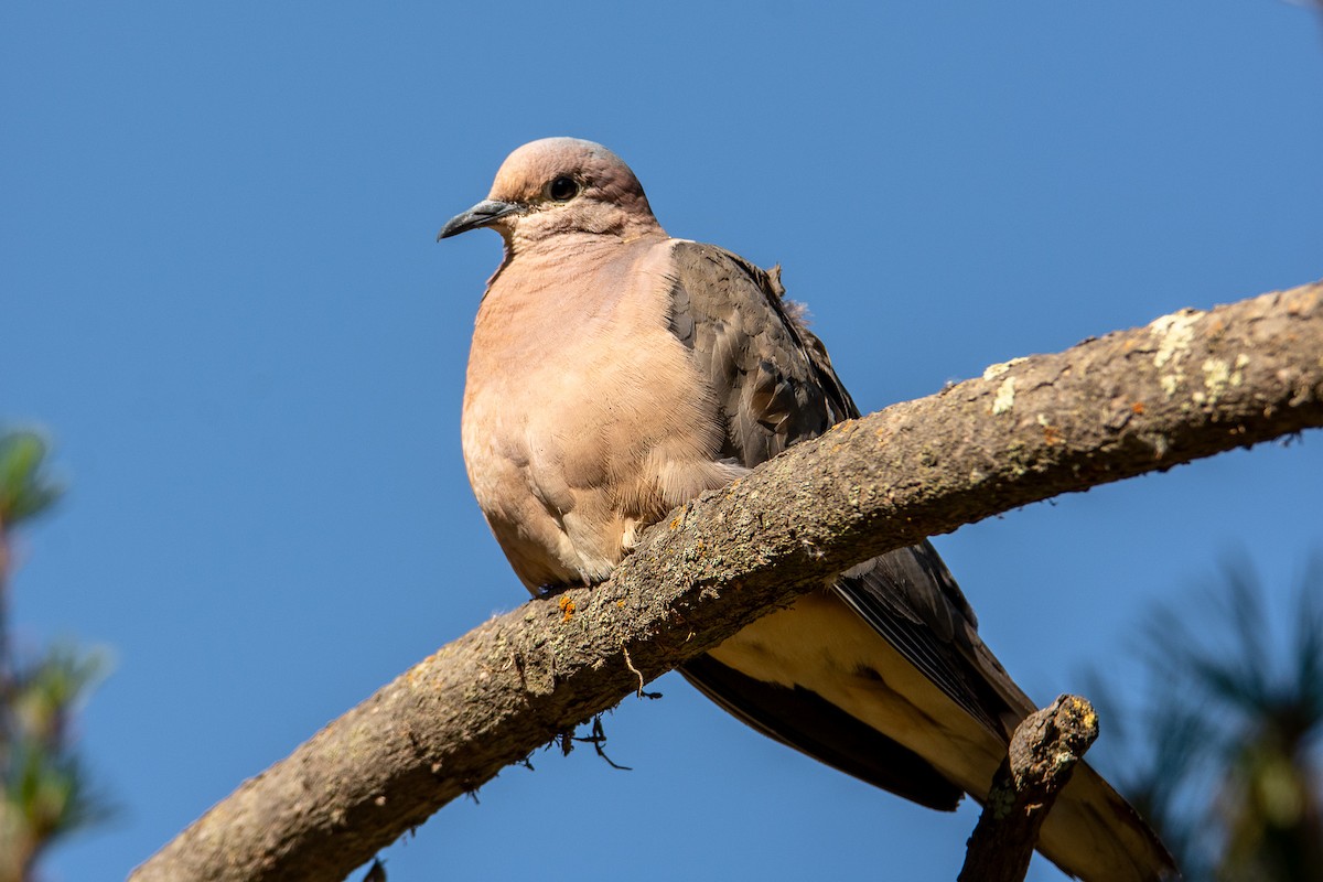 Plumbeous Pigeon - Carlos Alberto Justiniano Parada