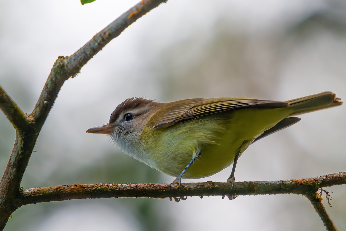 Brown-capped Vireo - ML610669669