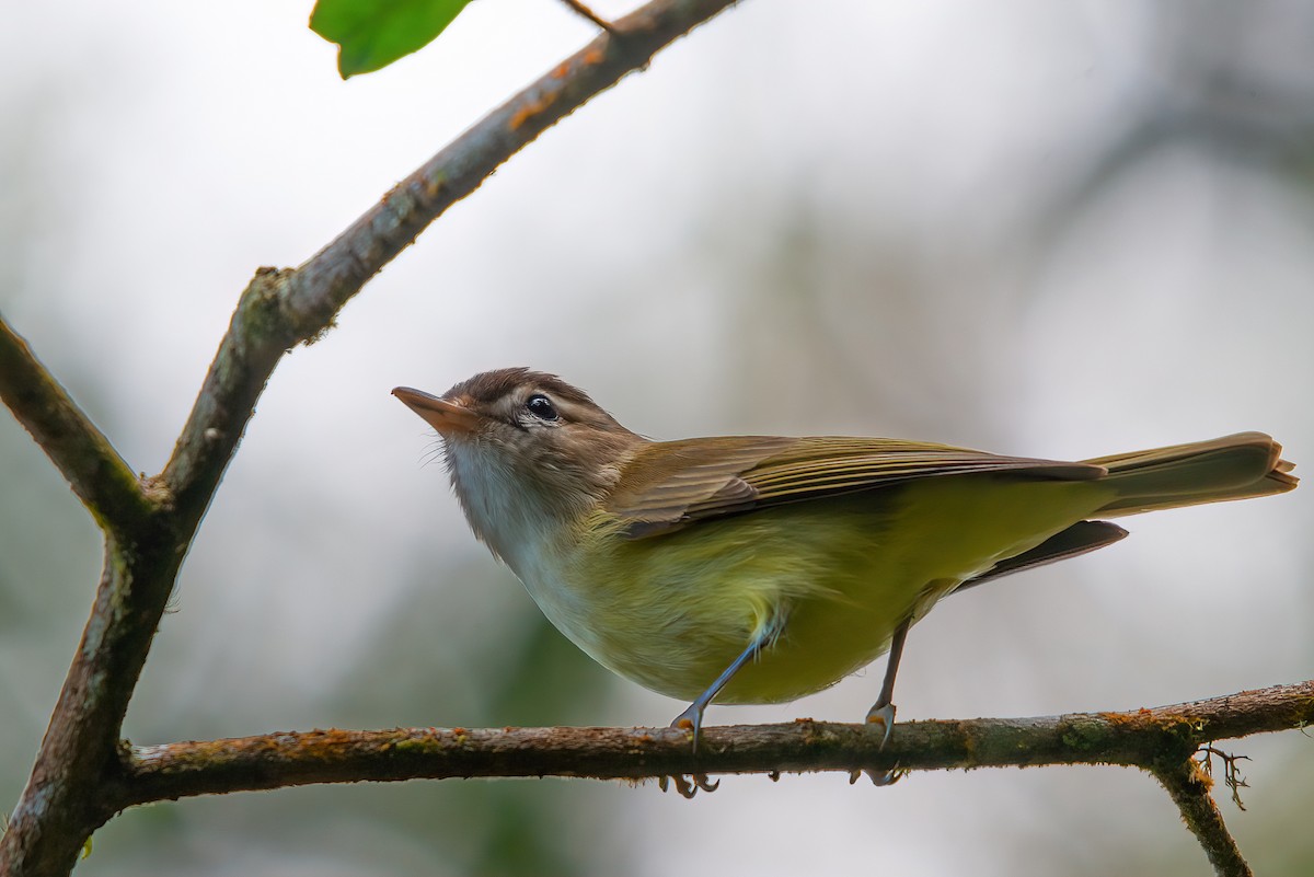 Brown-capped Vireo - ML610669670