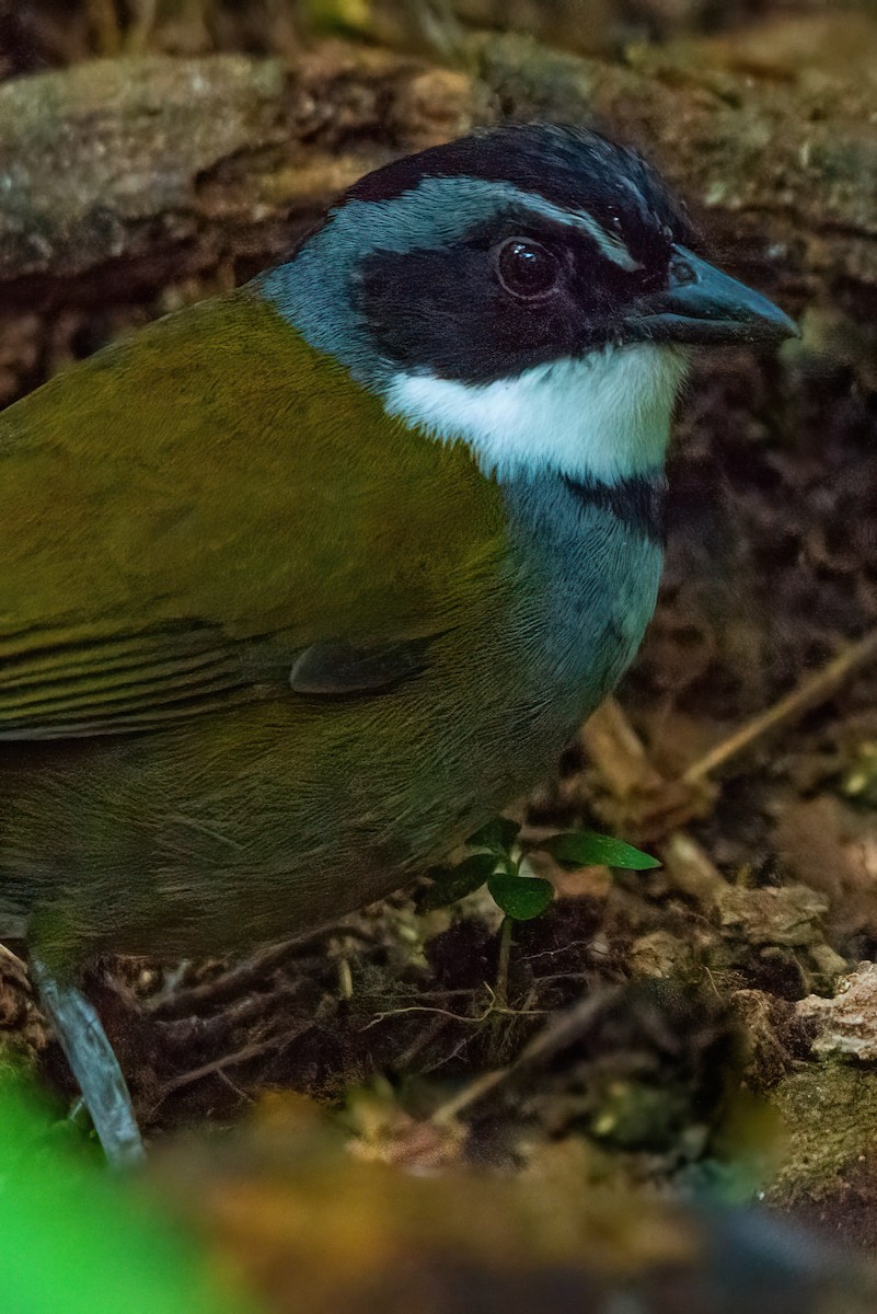 Sierra Nevada Brushfinch - Jaap Velden